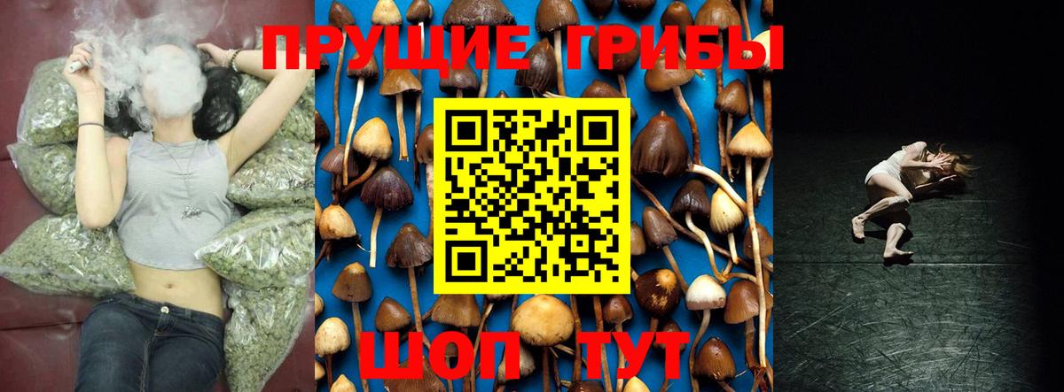 Галлюциногенные грибы Psilocybine cubensis Конаково